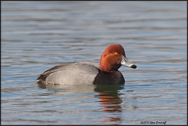 _2SB2605 redhead drake.jpg
